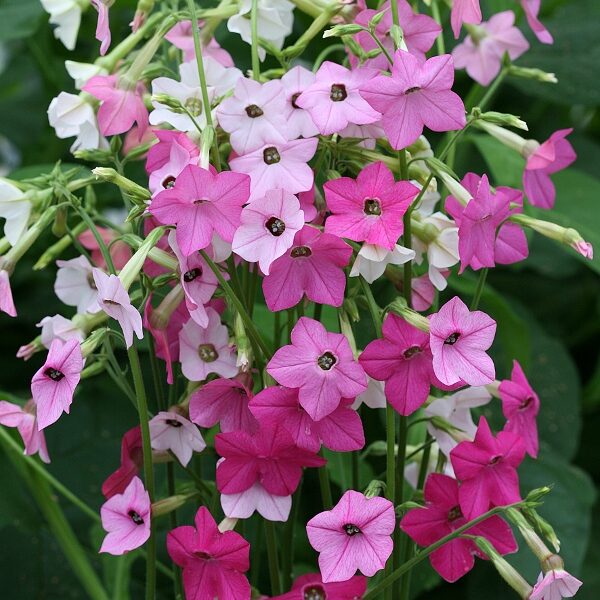 Nicotiana Whispers Mixed King's Flower Seeds