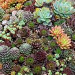 Sempervivum Mixed Species 'House Leek' Perennial XXL Plug Plants Pack x3