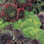 Sempervivum Mixed Species 'House Leek' Perennial XXL Plug Plants Pack x3