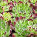 Sempervivum Mixed Species 'House Leek' Perennial XXL Plug Plants Pack x3