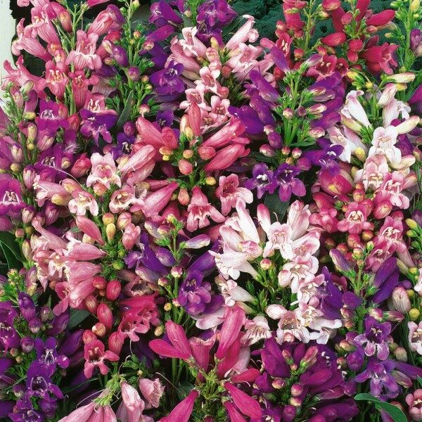 Penstemon 'Giant Hybrids Mixed' Quality King's Flower Seeds