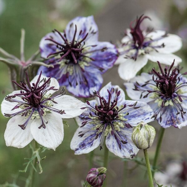 Nigella Delft Blue Pack Kings Garden Seeds