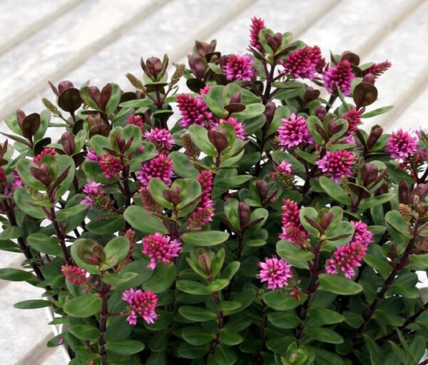 Hebe Dwarf Discovery Red Perennial Evergreen Shrub Plug Plants Pack x6