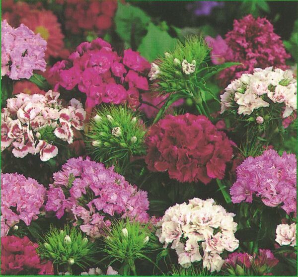 Sweet William Dianthus Barbatus 'Indian Carpet Mixed' Plug Plants Pack x6