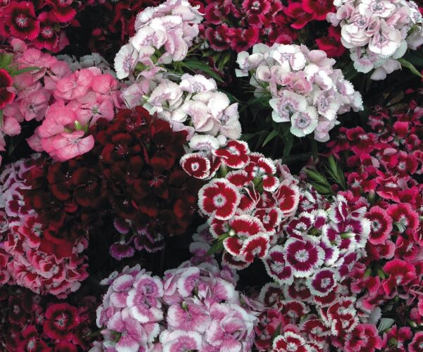 Sweet William Dianthus Barbatus Auricula Eyed Mixed Plug Plants Pack x6