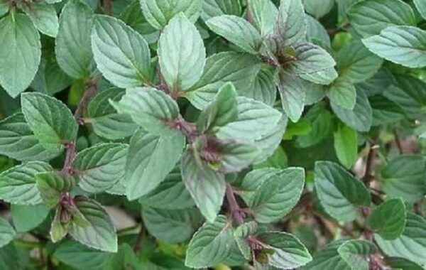 Chocolate Mint Garden Herb Garden XXL Supersize Plug Plants Pack x3