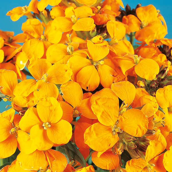 Wallflower 'Cloth Of Gold' Flowering Plug Plants Wallflowers Pack x12