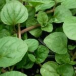 Mint Mentha 'Eau de Cologne' Herb Garden XXL Supersize Plug Plants Pack x3