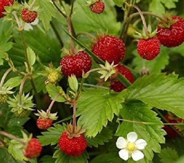 Alpine Strawberry 'Mignonette' Plug Plants Pack x6