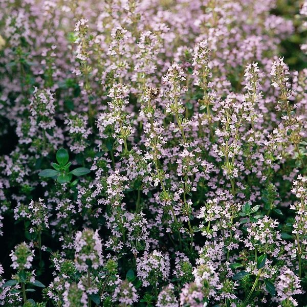 Thyme Common Vulgaris (Thymus Vulgaris) Plug Plants Pack x6