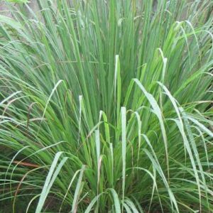 Lemon Grass Seed (Cymbopogan Flexuosus) Pack Kings Herb Seeds