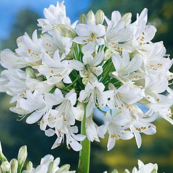Agapanthus White 'Albus' Perennial Summer Flowering Plug Plants Pack x6