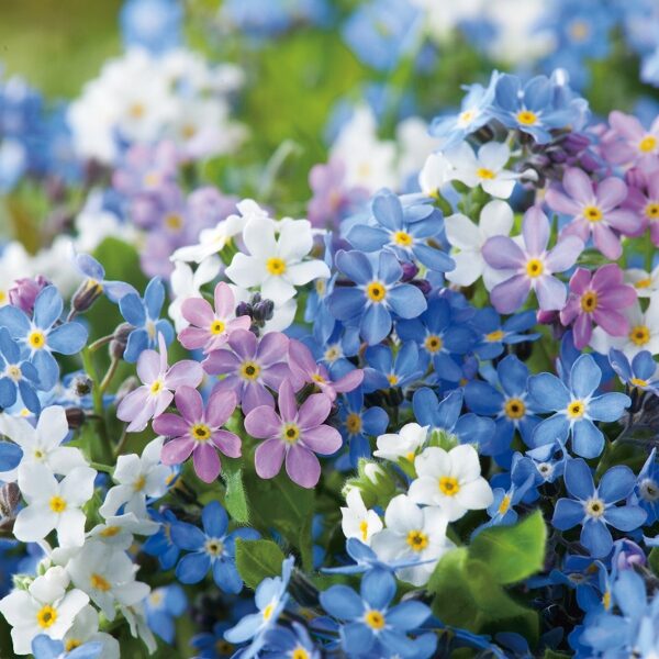 Myosotis Victoria Mix (Forget Me Not) Biennial Plug Plants Pack x6
