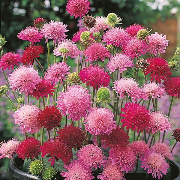 Knautia Macedonica 'Melton Pastels' Perennial XXL Supersize Plug Plants Pack x3