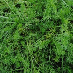 Chamomile Lawn 'Chamaemelum Nobile' Perennial XXL Supersize Plug Plants Pack x3