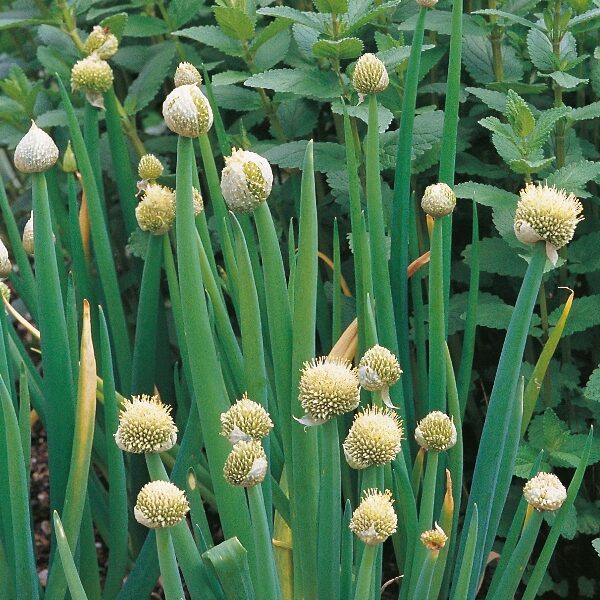 Herb Seed 'Welsh Onion' Perennial Pack King's Seeds