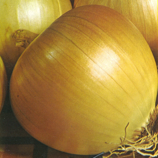 Onion 'Rijnsburger' Pack Garden Vegetable Seeds