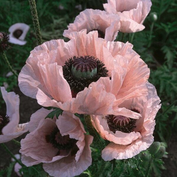 Poppy Papaver Orientale 'Coral Reef' Perennial Plug Plants Pack x6