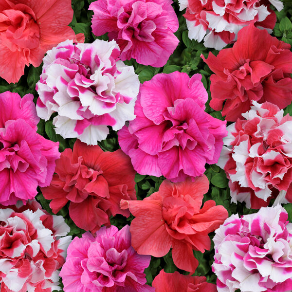 Pack Flower Seeds Double Petunia Bonanza Mixed F1 Kings Quality Seed