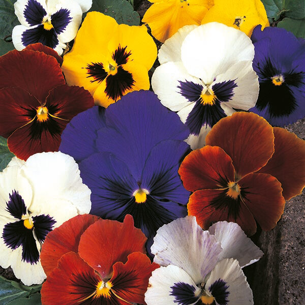 Pansy 'Large Flower Mix' Pack Kings Flower Seeds