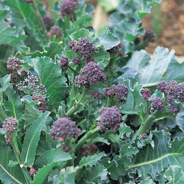 Broccoli Purple Sprouting 'Early' Pack Kings Vegetable Seeds Garden Seeds