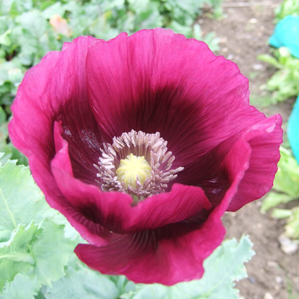 Papaver Somniferum Poppy 'Laurens Grape' Plug Plants Pack x6