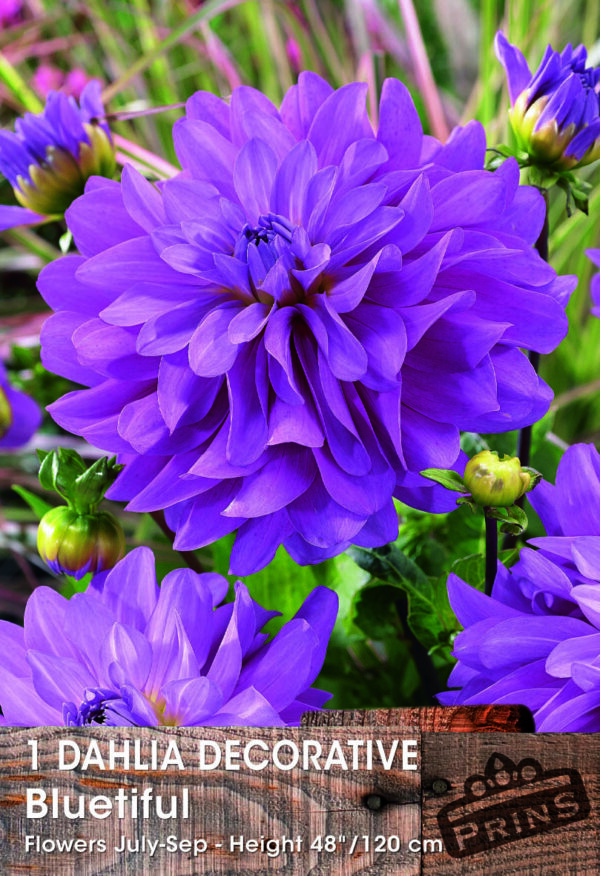 Dahlia Bulb/Tuber Decorative 'Bluetiful' WPC Prins Quality Summer Bulbs
