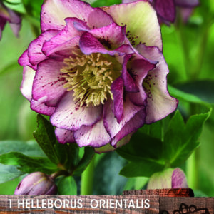 Helleborus 'Double Ellen Picotee' Bare Root Perennial