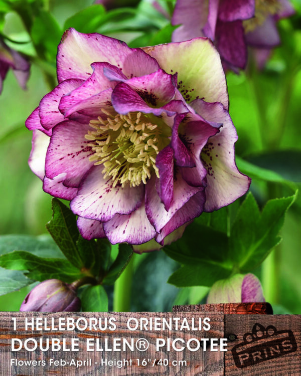 Helleborus 'Double Ellen Picotee' Bare Root Perennial