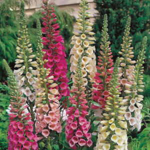 Foxglove Digitalis Dwarf 'Foxybee Mixed' LARGE Plug Plants Pack x6