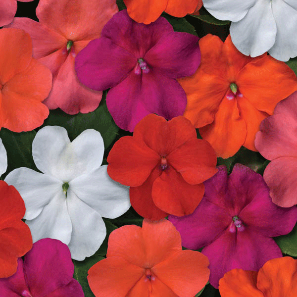 Impatiens Beacon Select Mixed F1 Quality Flower Seeds