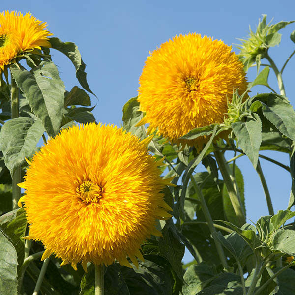 Sunflower Double Sun King Quality Flower Seeds