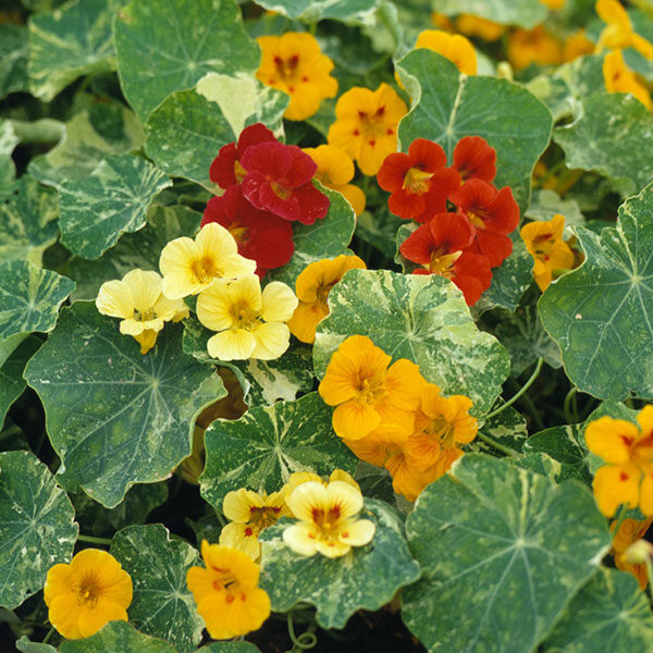 Nasturtium Climbing Variegated Queen Mixed Quality Flower Seeds