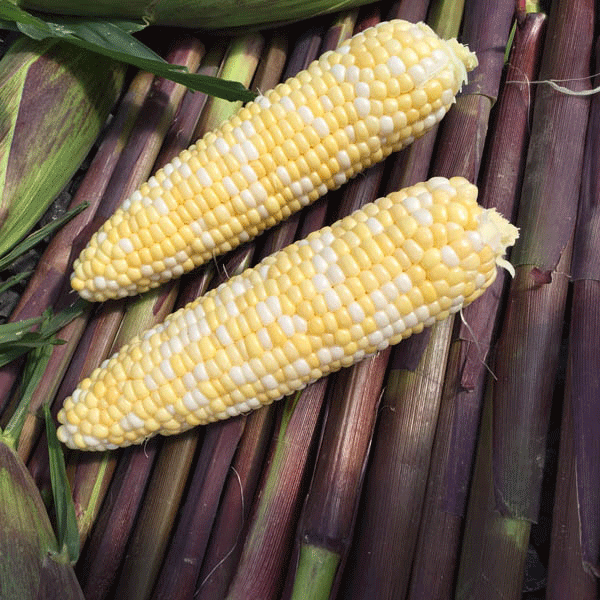 Sweet Corn Sweetcorn Picasso F1 Pack Garden Vegetable Seeds