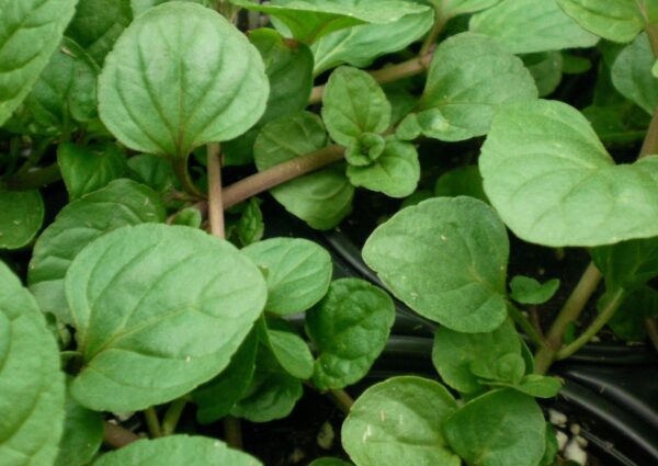 Mint Mentha 'Eau de Cologne' Herb Garden Plug Plants Pack x6