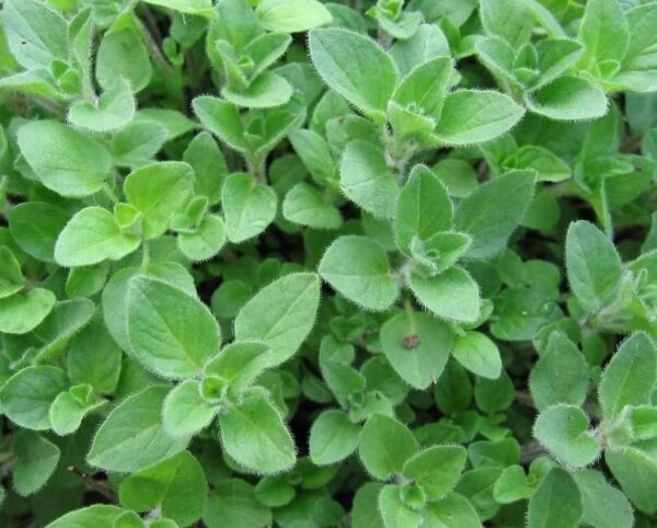 Oregano Origanum 'Greek Oregano' Garden Herb Garden Plug Plants Pack x6