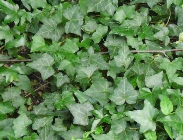 Hedera (Trailing Ivy) Helix Green / Common Ivy Perennial Plug Plants Pack x6