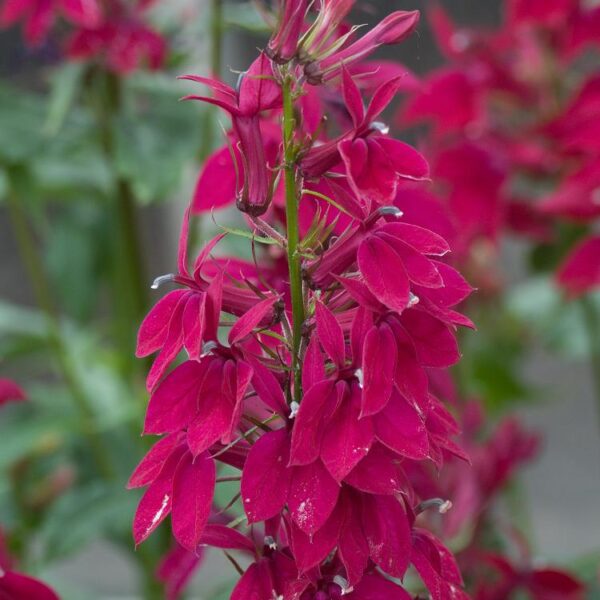 Lobelia 'Fan Burgandy' Perennial XXL Supersize Plug Plants Pack x3