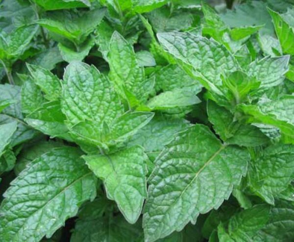 Grapefruit Mint Garden Herb Supersize XXL Plug Plants Pack x3