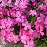 Creeping Phlox Subulata 'McDaniel's Cushion' Perennial XXL Plug Plants Pack x3