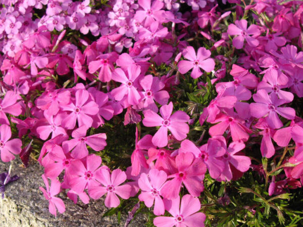 Creeping Phlox Subulata 'McDaniel's Cushion' Perennial XXL Plug Plants Pack x3