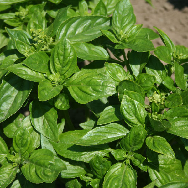 Herb Basil British Quality Kings Seeds Herb Vegetable Seeds