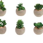 Small Artificial Succulent Pot Plants Set x6 Gardman