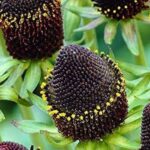 Rudbeckia Occidentalis 'Green Wizard' Perennial XXL Supersize Plug Plants Pack x3
