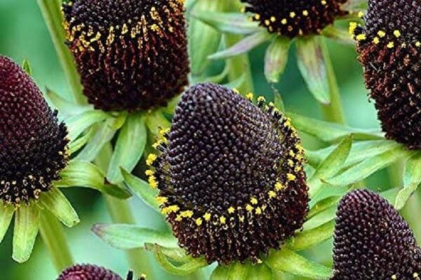 Rudbeckia Occidentalis 'Green Wizard' Perennial XXL Supersize Plug Plants Pack x3