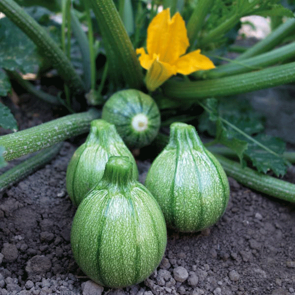 Courgette 'Boldenice F1' Pack Garden Vegetable Seeds