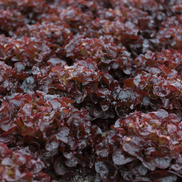 Lettuce 'Oakus' Pack Garden Vegetable / Salad Seeds