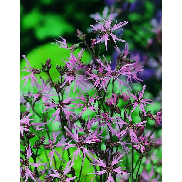 Ragged Robin (Lychnis flos-cuculi) Wild Flower Quality Seeds