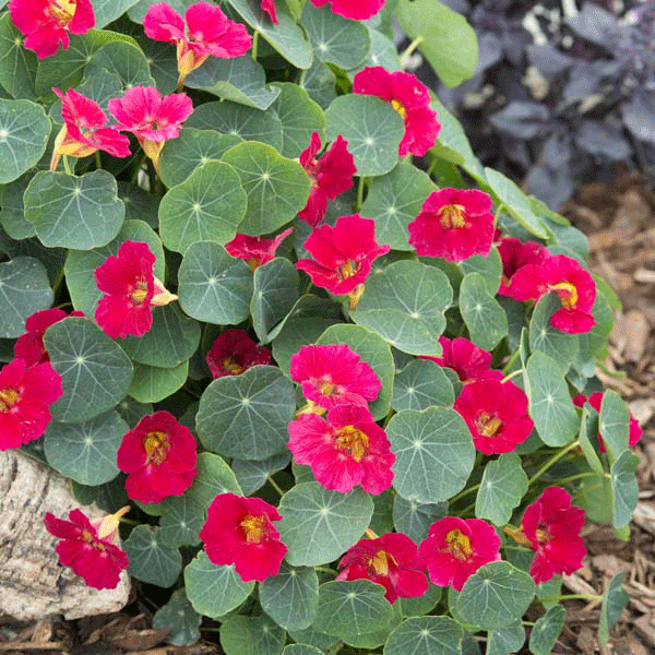 Nasturtium 'Baby Rose' Quality Flower Seeds