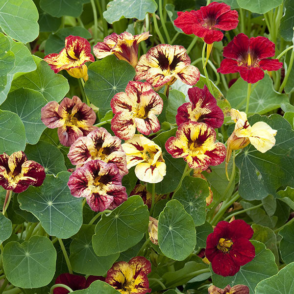 Nasturtium 'Bloody Mary' Quality Flower Seeds